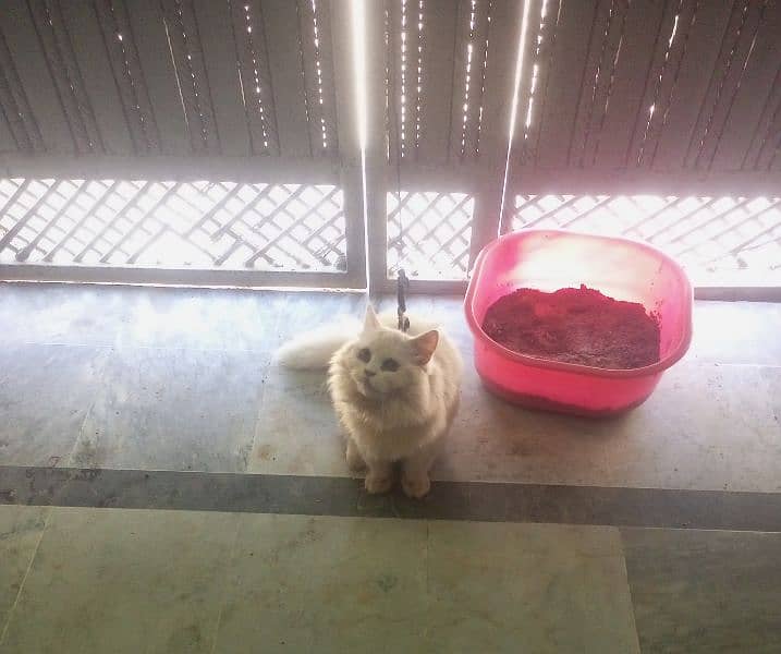 Persian cat with house 4 month on 21 April 6