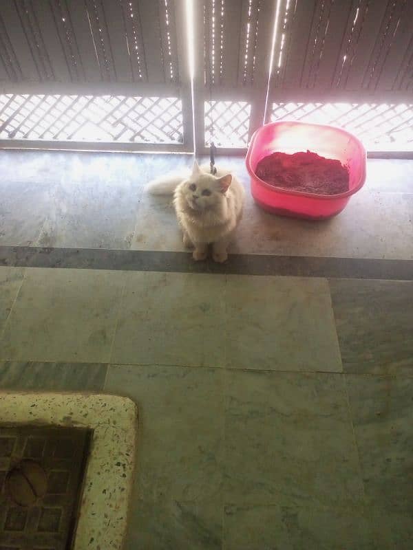 Persian cat with house 4 month on 21 April 7