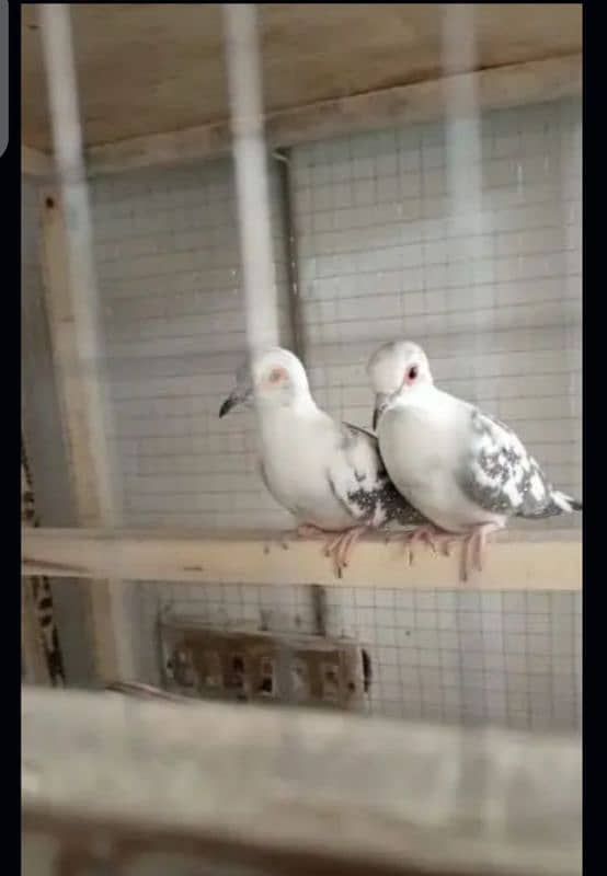 Diamond pied/ Pide dove / Blue/Red/ khumray /cream/opal dove read Add 5