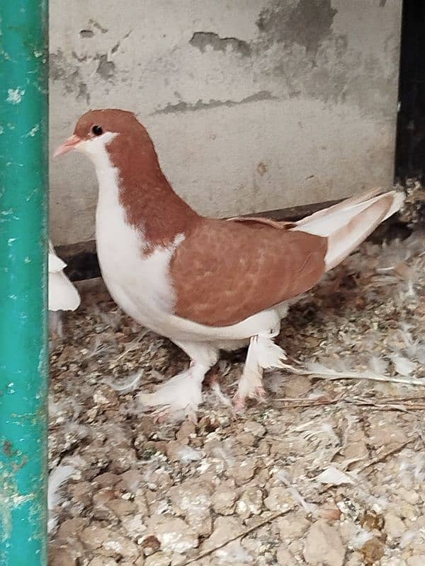 Sherazi breeder 1