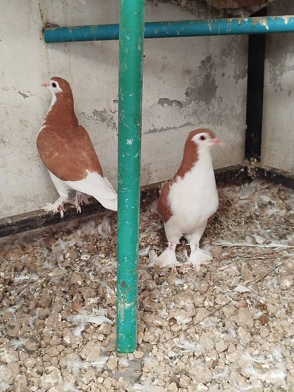Sherazi breeder 2