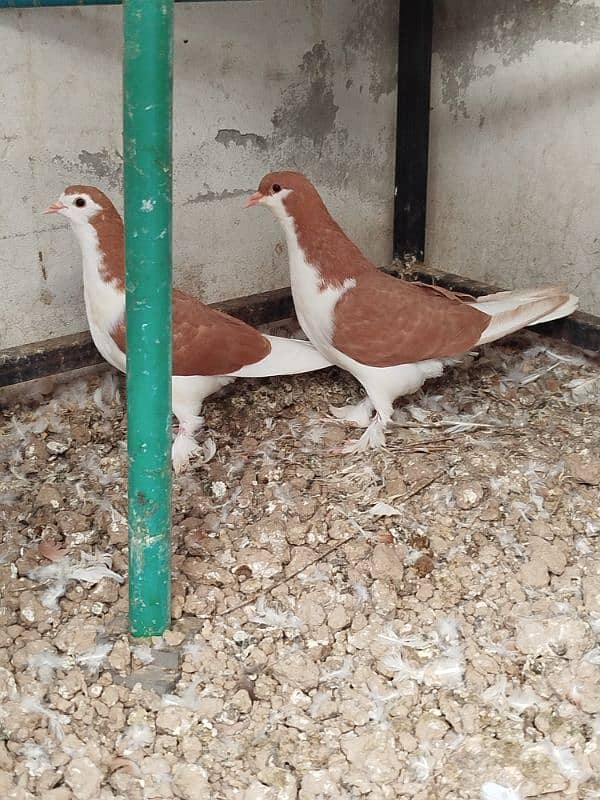 Sherazi breeder 3