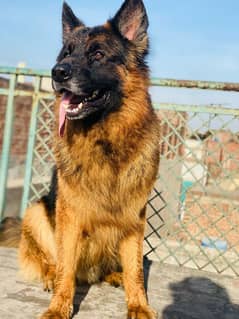 Gsd Alpha male pedigree microchipped