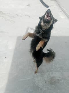 German
