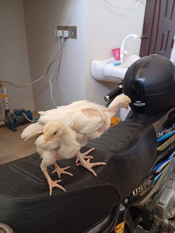 Aseel Heera Chicks for sale 0