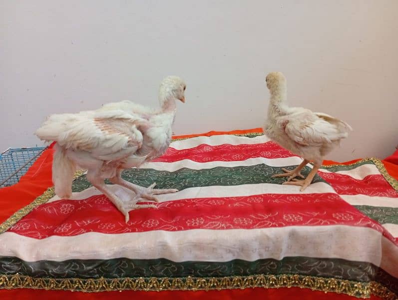 Aseel Heera Chicks for sale 2