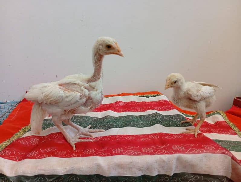 Aseel Heera Chicks for sale 3