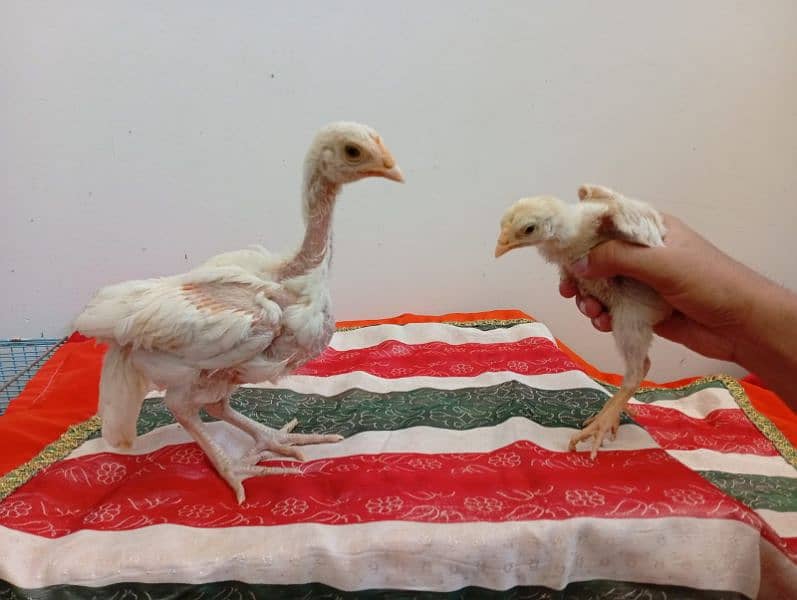 Aseel Heera Chicks for sale 4