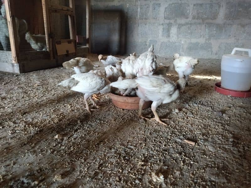 Aseel Heera Chicks for sale 5