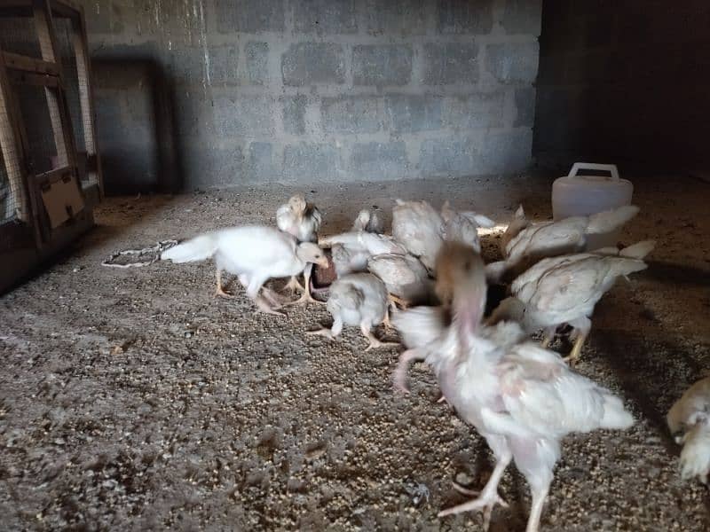 Aseel Heera Chicks for sale 6