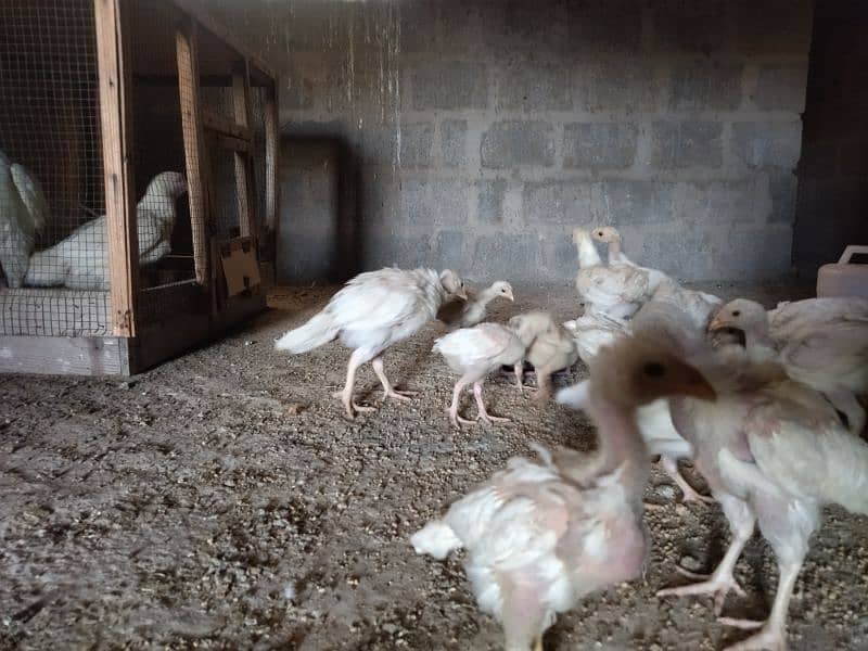 Aseel Heera Chicks for sale 7