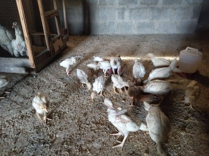 Aseel Heera Chicks for sale 8