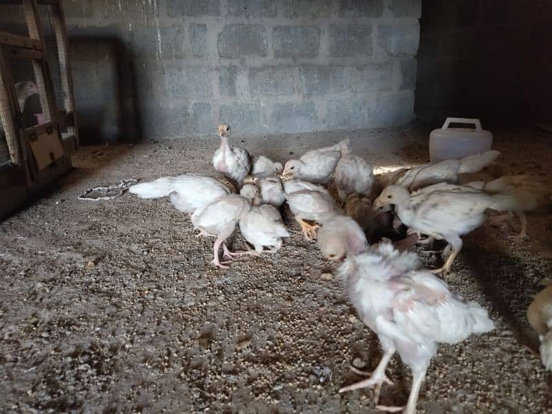 Aseel Heera Chicks for sale 9