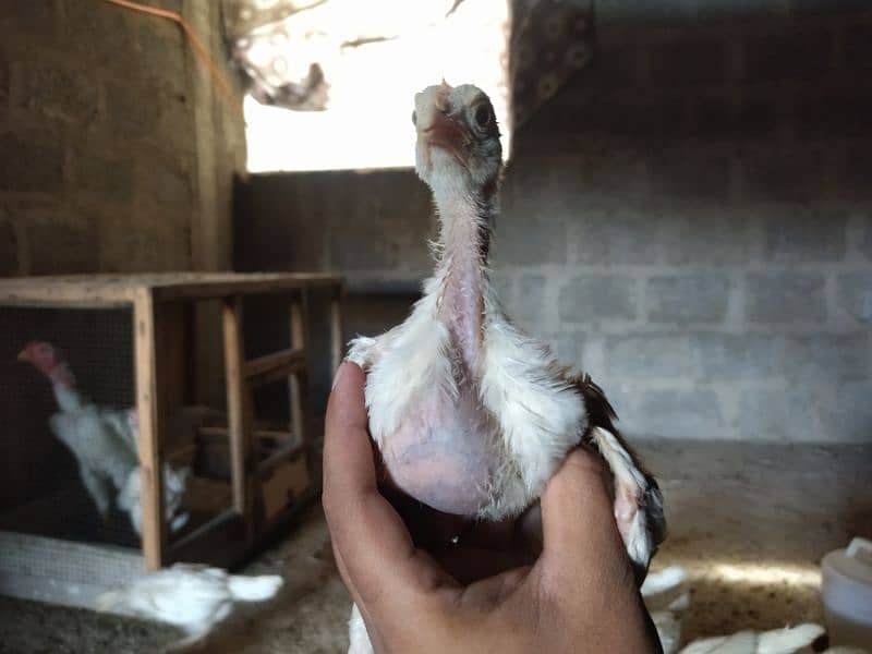 Aseel Heera Chicks for sale 10