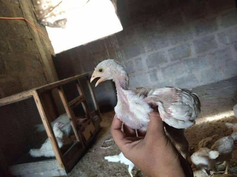 Aseel Heera Chicks for sale 11