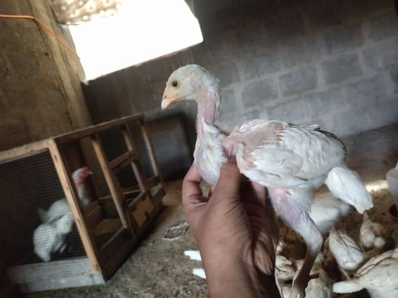 Aseel Heera Chicks for sale 12