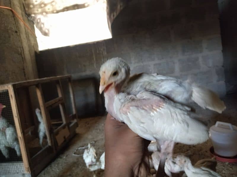 Aseel Heera Chicks for sale 13