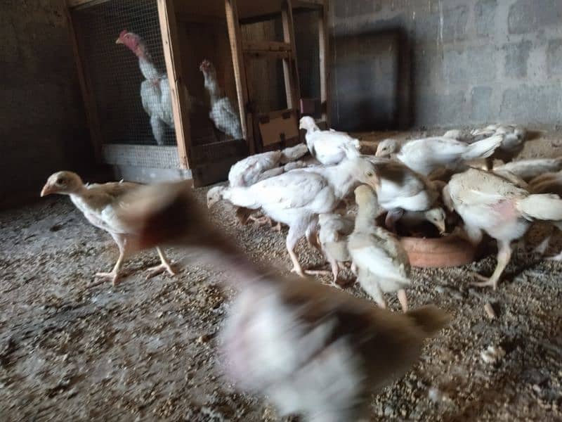 Aseel Heera Chicks for sale 14