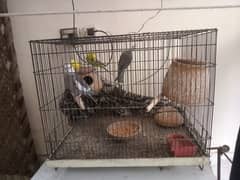 parrots