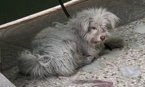 Shih
