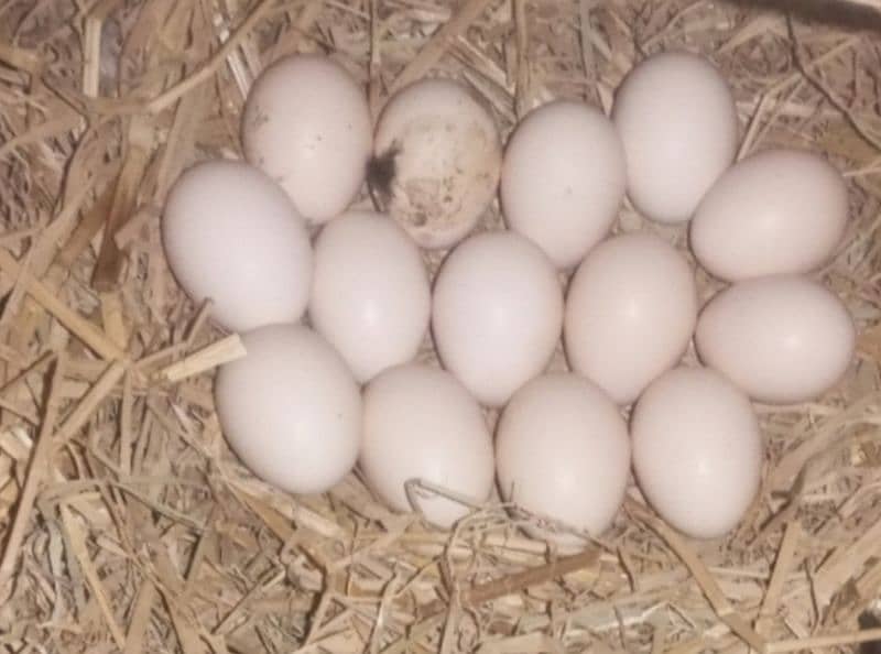 Lasani Heera Aseel eggs 03004833892 0