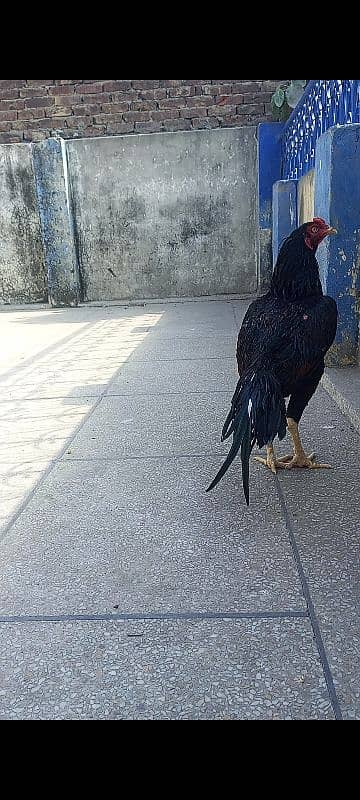 Lasani Heera Aseel eggs 03004833892 3
