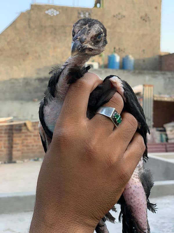 Aseel Kalay javay Pathay pathiyan 2