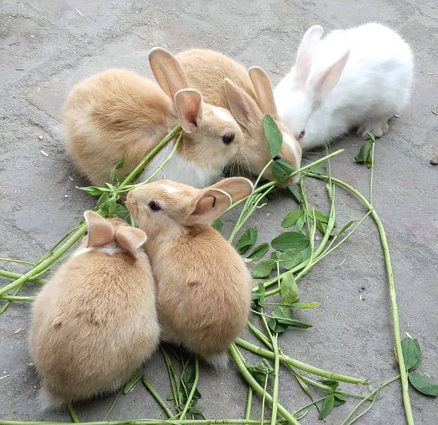 Red Eye White Long Hair Angora-like and and Many Other Rabbits 1
