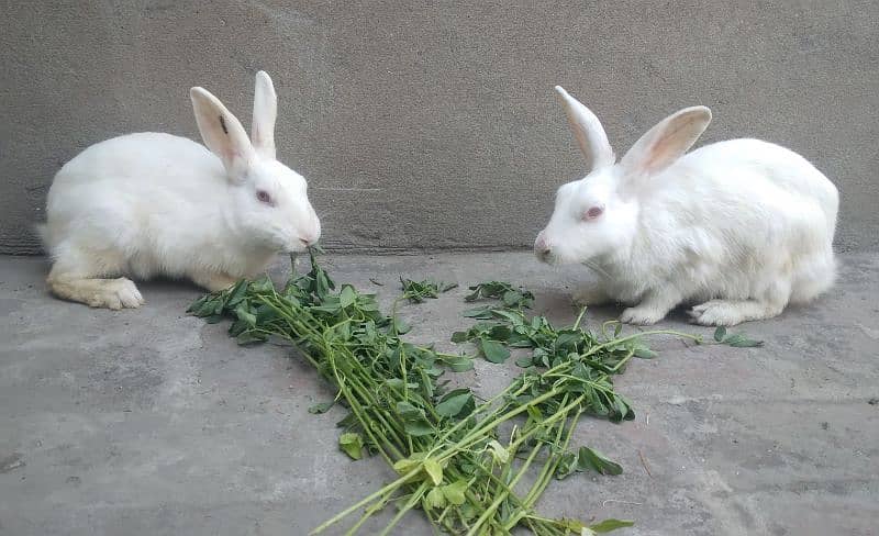 Red Eye White Long Hair Angora-like and and Many Other Rabbits 9