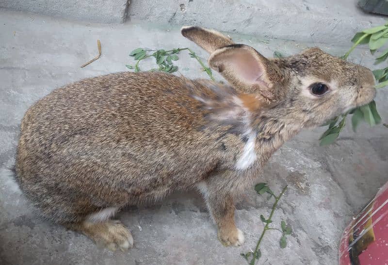 Red Eye White Long Hair Angora-like and and Many Other Rabbits 11