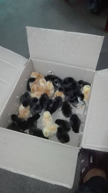 GOLDEN  BUFF /LIGHT SUSSEX CHICKS / Australorp/RIR LAHORE 03004690595 5