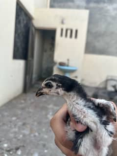 thai pakoye chicks