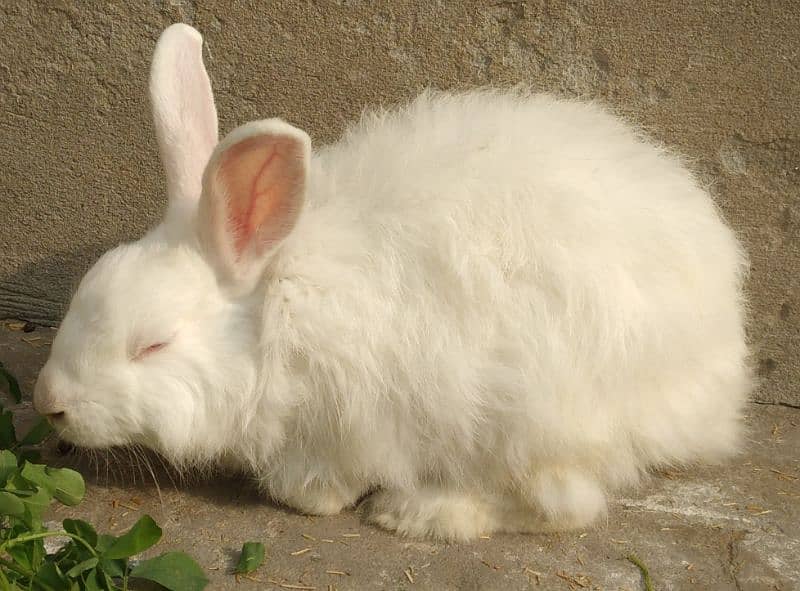 Red Eye White Long Hair Angora-like and and Many Other Rabbits 13