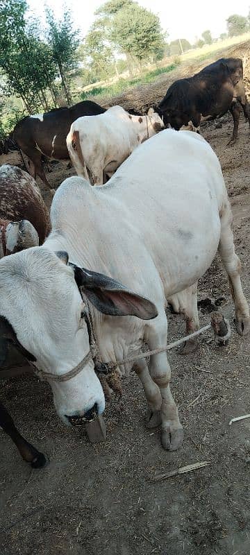 Beautiful bull 0