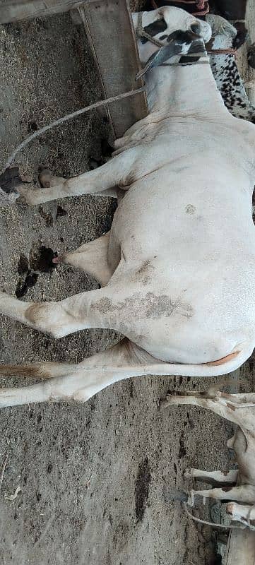 Beautiful bull 2