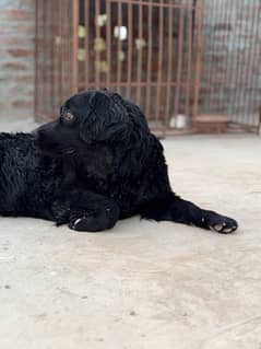 black lab retriever