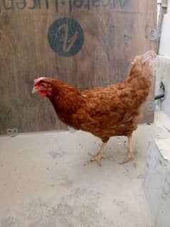 Lohman Brown | Loman Brown | Lohmann Brown | Hens | Hen | Murgi |