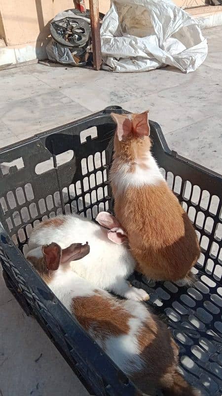 animal sailing and purchasing point content us 0
