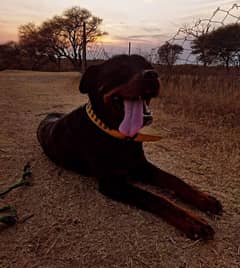 Rottweiler