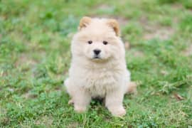 Chow Chow Puppy - Lionhead Cream Color