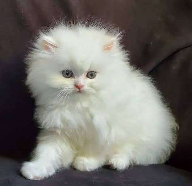CUTE PLAYFUL PERSIAN KITTENS 0