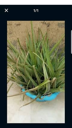 Alovera plants sale