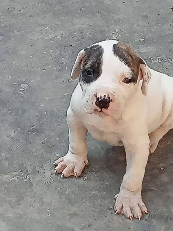 show quality Pakistani bully dog puppies, bulldog puppies available 5
