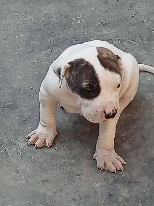 show quality Pakistani bully dog puppies, bulldog puppies available 6