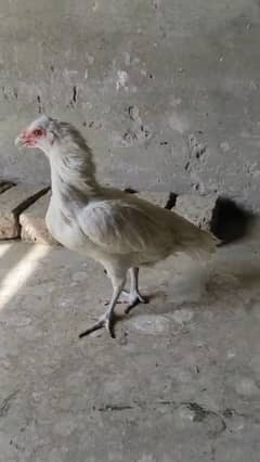 white female Heera breed