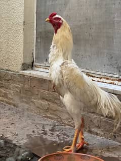 White O Shamo Male