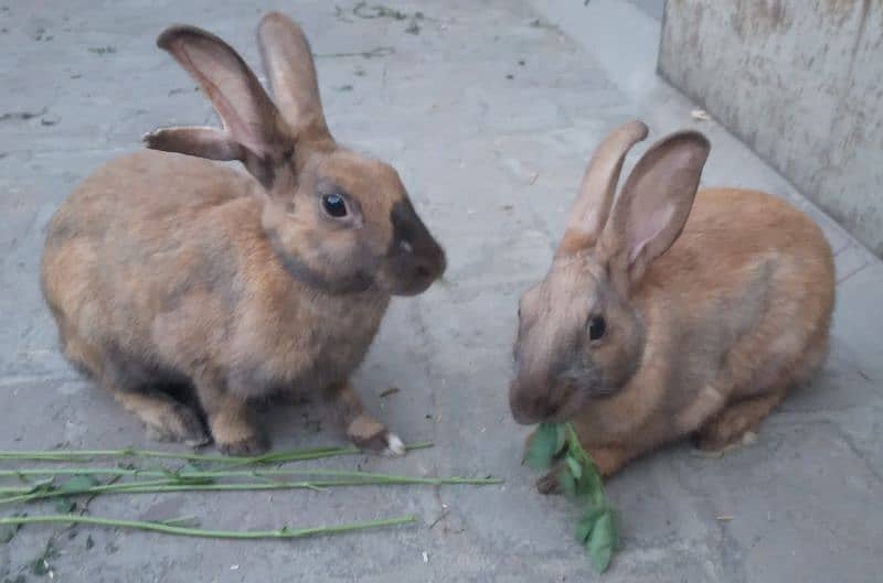 Red Eye White Long Hair Angora-like and and Many Other Rabbits 5
