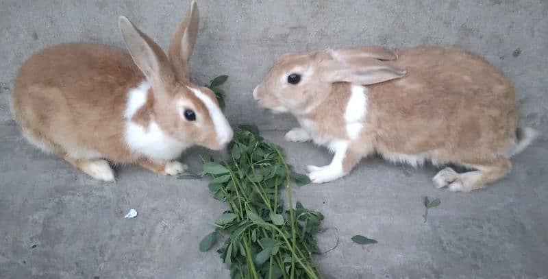 Red Eye White Long Hair Angora-like and and Many Other Rabbits 7