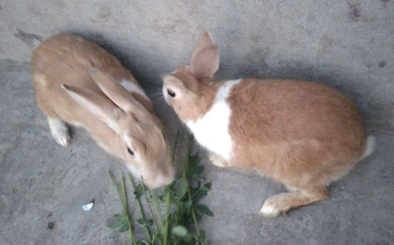 Red Eye White Long Hair Angora-like and and Many Other Rabbits 6