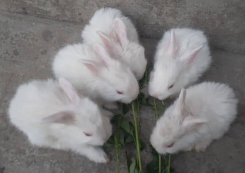 Red Eye White Long Hair Angora-like and and Many Other Rabbits 3